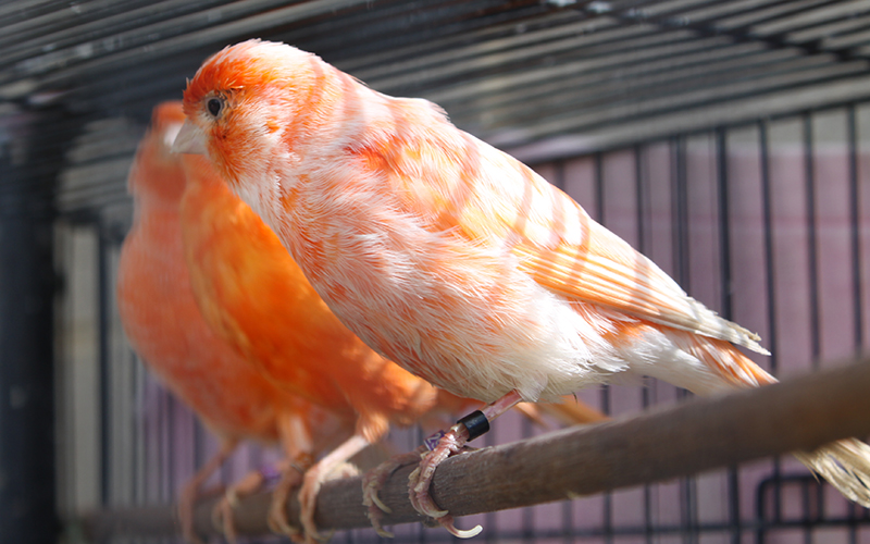 Owning a cockatiel image